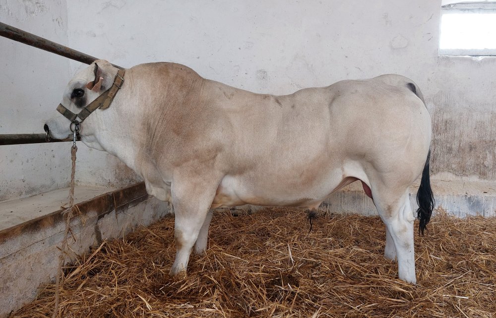 Ilustrační foto - náš býk podzim 2024